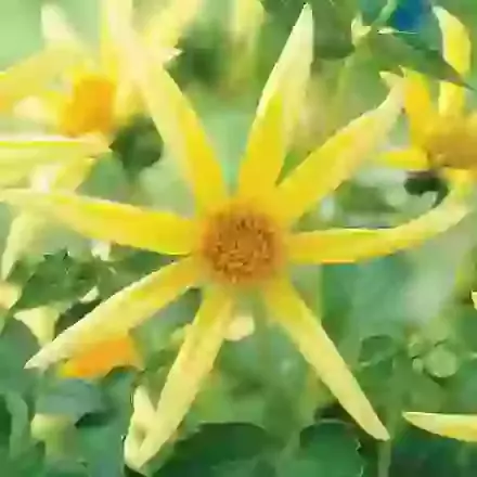 Honka Yellow
